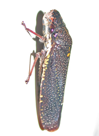 Speckled Sharpshooter